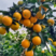 【大量上市】纽荷尔脐橙，湖北脐橙产地发货，质量保证