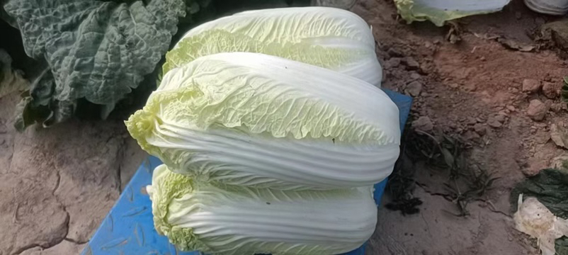 展示如何挑选新鲜娃娃菜,标注颜色、紧实度、根部状态等关键指标 新鲜娃娃菜的挑选标准示意图