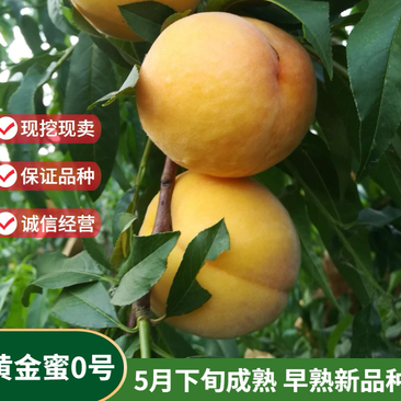 新品种黄金蜜0号桃树苗早熟黄桃品种现挖现卖