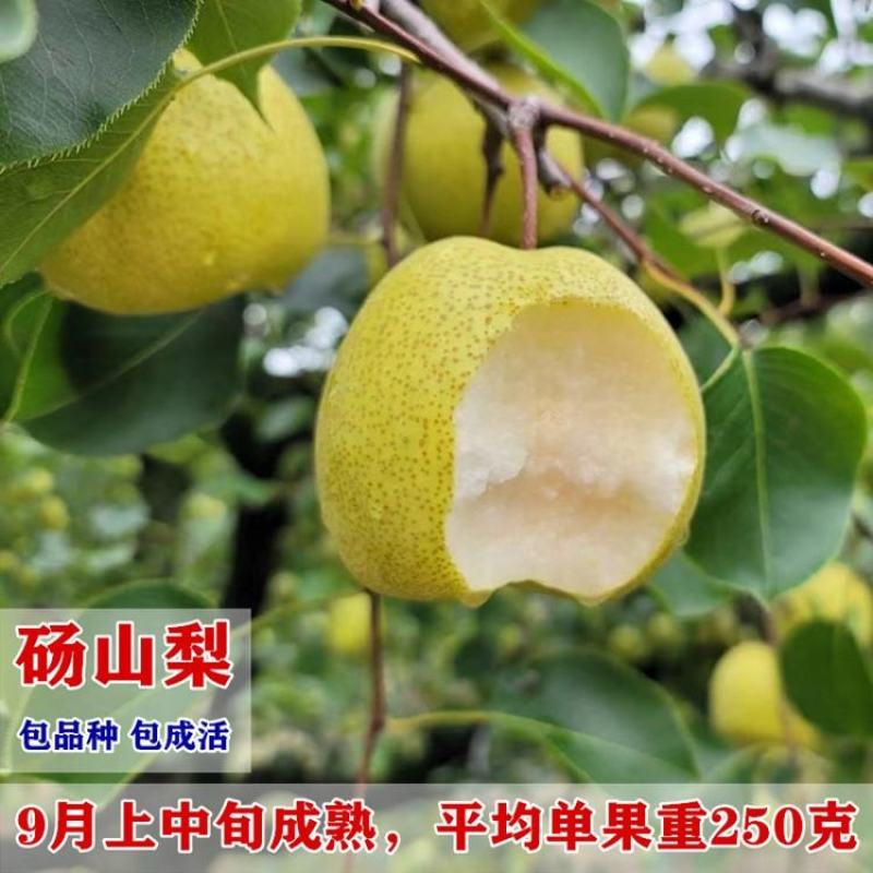 砀山梨树苗包成活率现挖现卖死苗免费补发