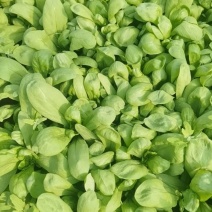 蔬菜
