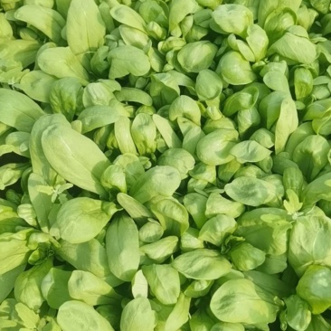 蔬菜