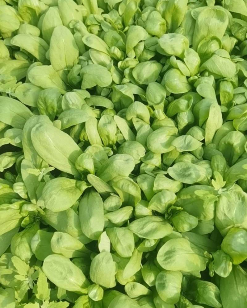 蔬菜