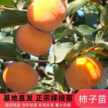 柿子苗当年结果南北方种植包成活率现挖现卖