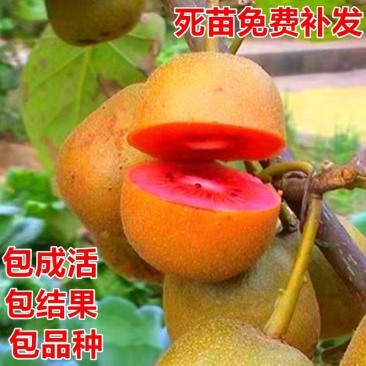 山东基地直发红心猕猴桃苗统一价品种纯正全国发货包邮