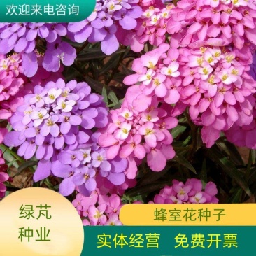 蜂室花种子蜂室花草种子四季种植室内阳台盆栽花卉屈曲花种籽