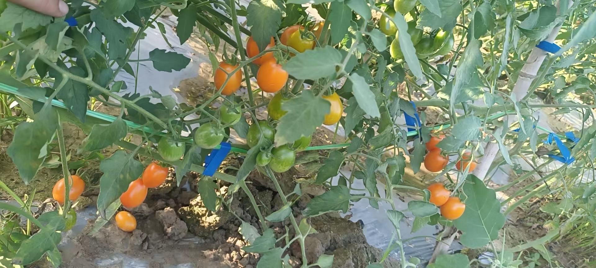 西红柿与毛辣果外观对比