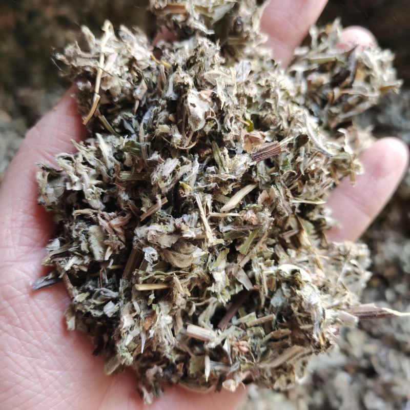 艾叶小艾叶产地河南手机实物拍摄所看即所得中药材大全