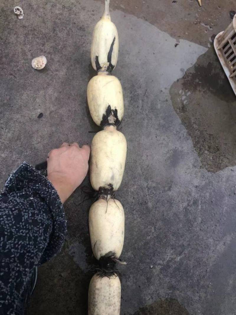 藕片，藕断，净菜食材，一手货源自家工厂，商超电商平台。