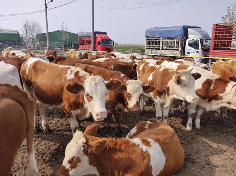 鲁西黄牛，西门塔尔牛，可以视频选牛包送到家，货到付款