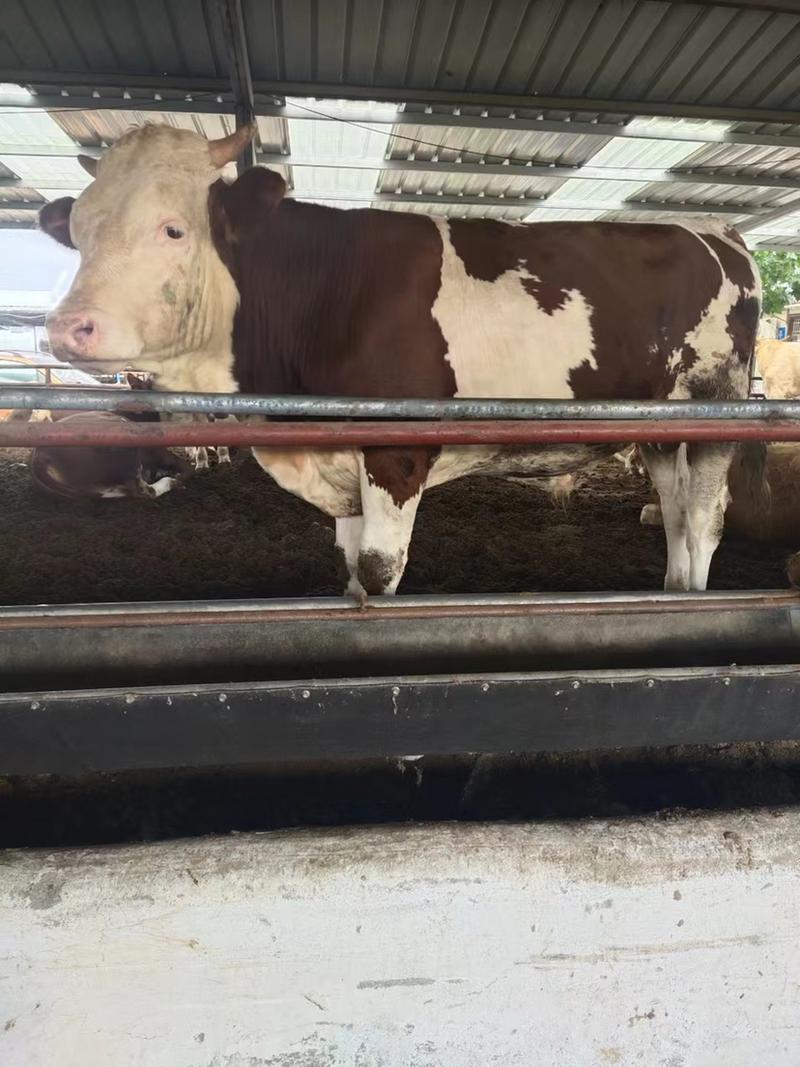 鲁西黄牛，西门塔尔牛，可以视频选牛包送到家，货到付款