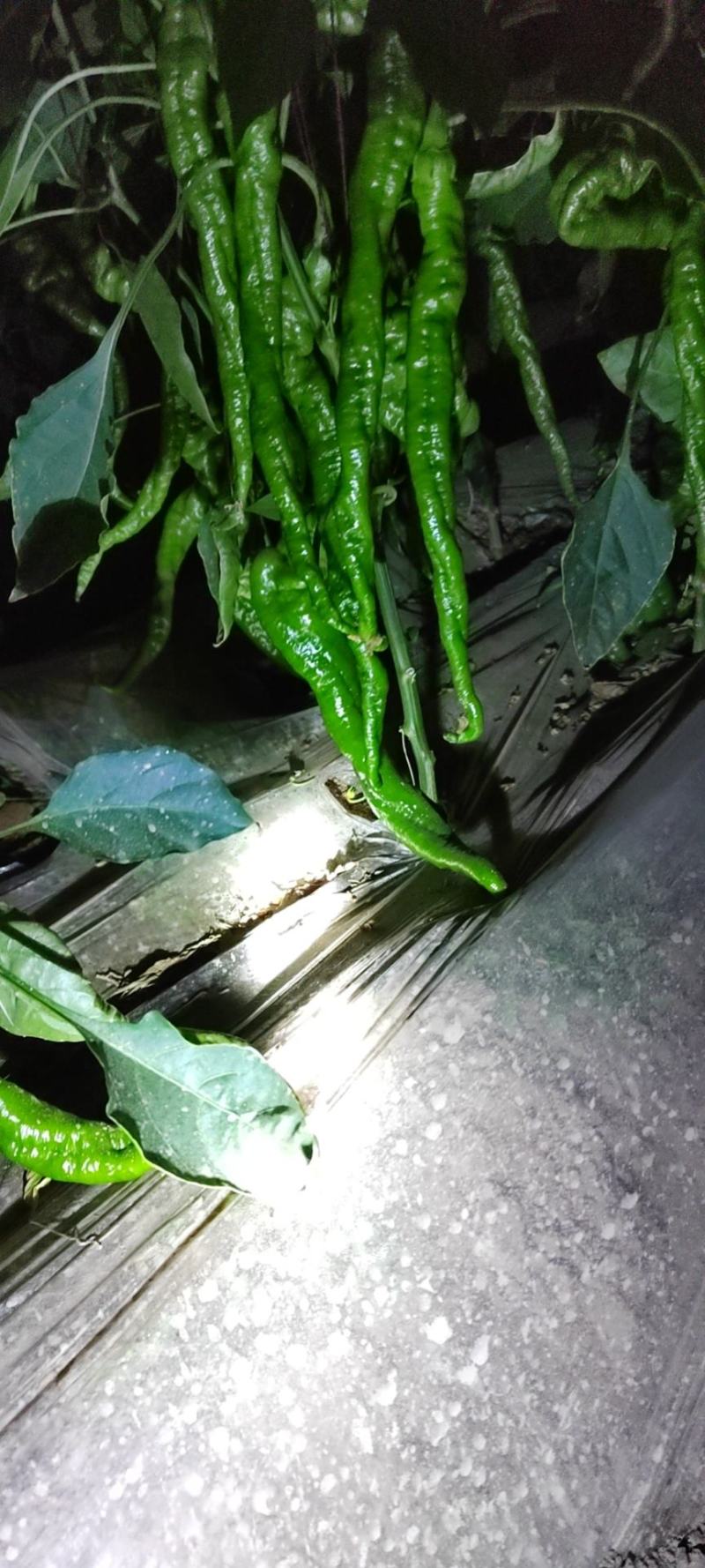 武威陇椒