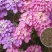 蜂室花种子蜂室花草种子四季种植室内阳台盆栽花卉屈曲花种籽