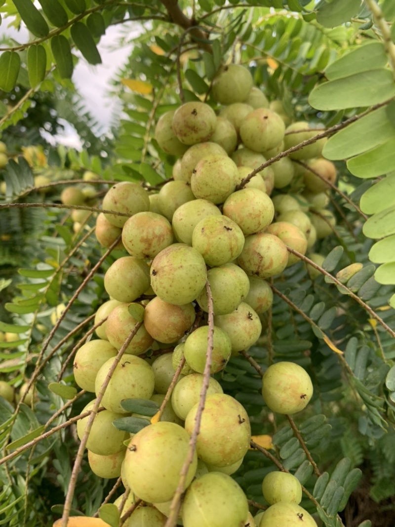 潮汕矮种牛柑果油甘果加工厂奶茶店榨汁