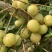 潮汕矮种牛柑果油甘果加工厂奶茶店榨汁