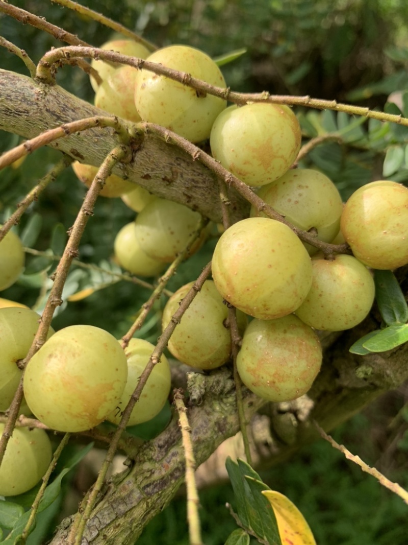 潮汕矮种牛柑果油甘果加工厂奶茶店榨汁