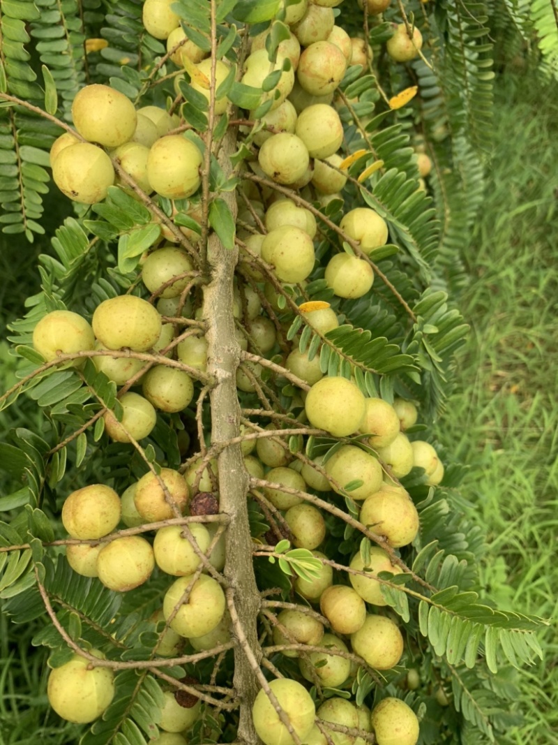 潮汕矮种牛柑果油甘果加工厂奶茶店榨汁