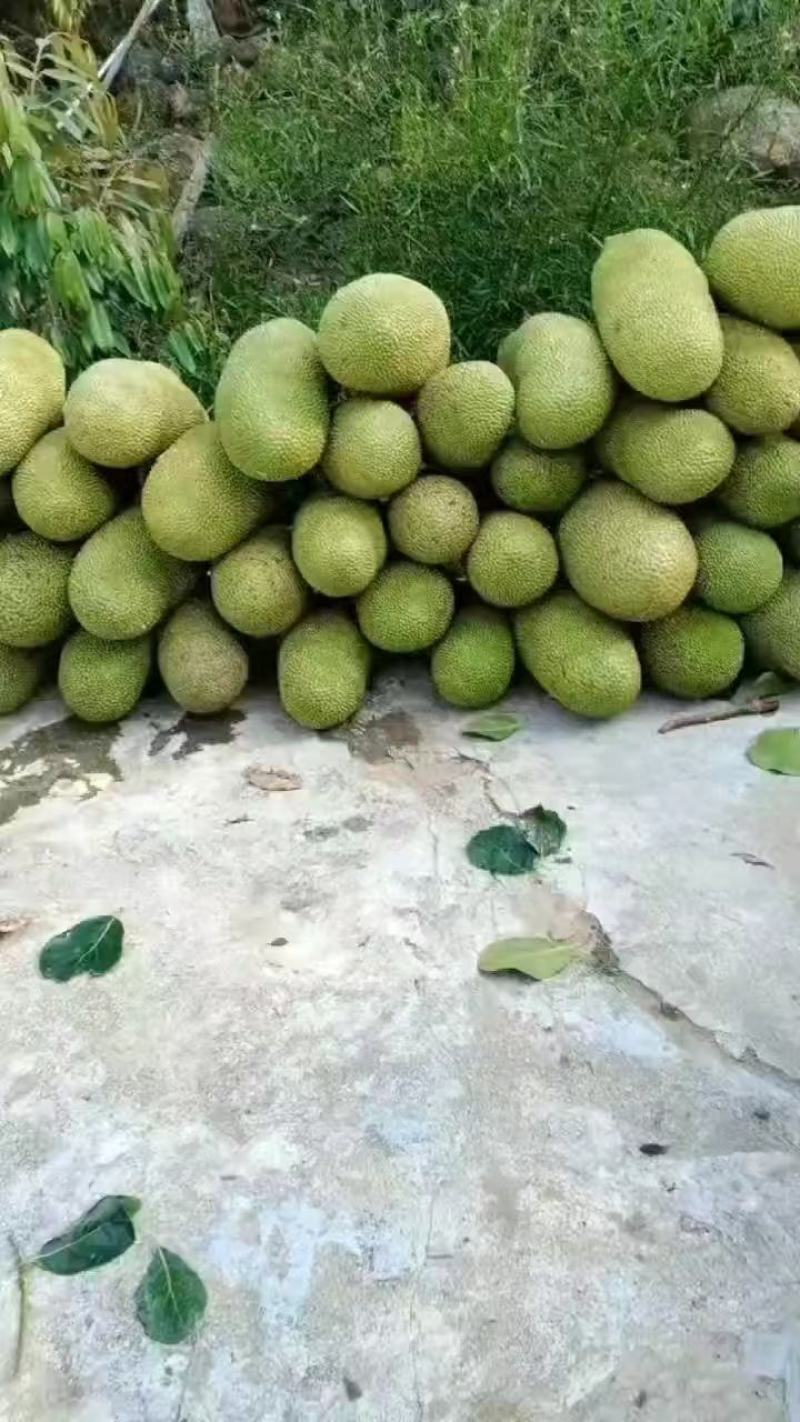 海南菠萝蜜大量现货供应处，可以现场挑选！量大从优！！！