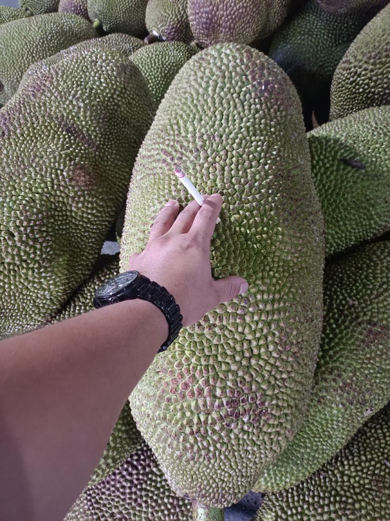 海南菠萝蜜大量现货供应处，可以现场挑选！量大从优！！！