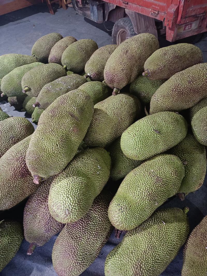 海南菠萝蜜大量现货供应处，可以现场挑选！量大从优！！！