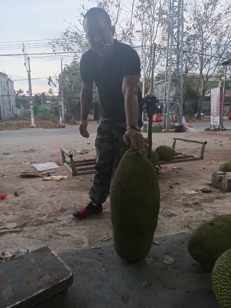 海南菠萝蜜大量现货供应处，可以现场挑选！量大从优！！！