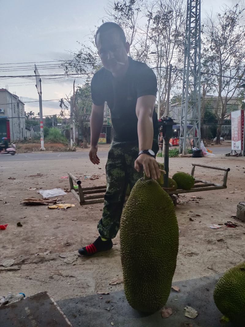 海南菠萝蜜大量现货供应处，可以现场挑选！量大从优！！！