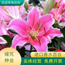 秋冬季耐寒室外花种子香水百合种球四季百合花子庭院开花不断