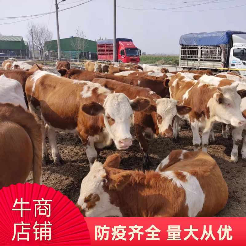 西门塔尔牛鲁西黄牛小牛苗小牛犊小黄牛视频选牛货到付款