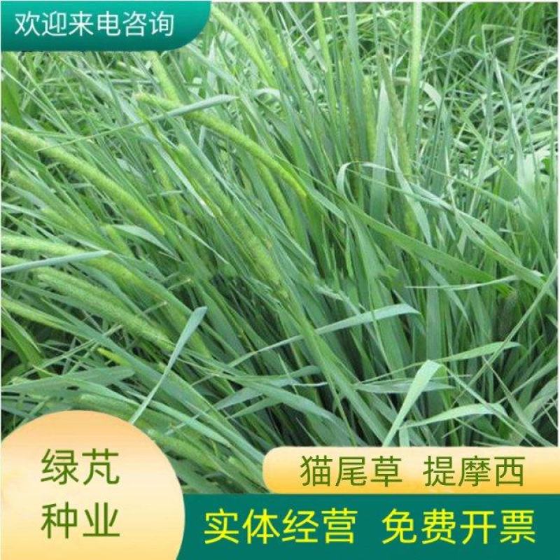 提摩西种子兔子粮草正宗猫尾草种子多年生长宠物豚鼠龙猫爱吃