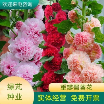 瓣蜀葵花种子蜀葵种籽春四季播室内外庭院盆栽易种一丈红花种