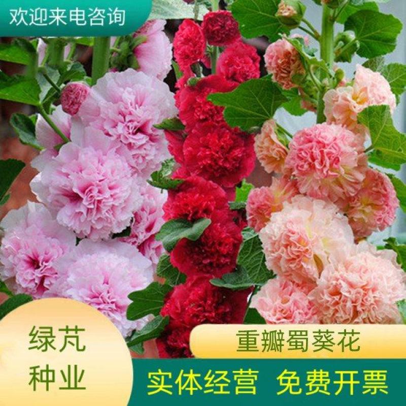 瓣蜀葵花种子蜀葵种籽春四季播室内外庭院盆栽易种一丈红花种