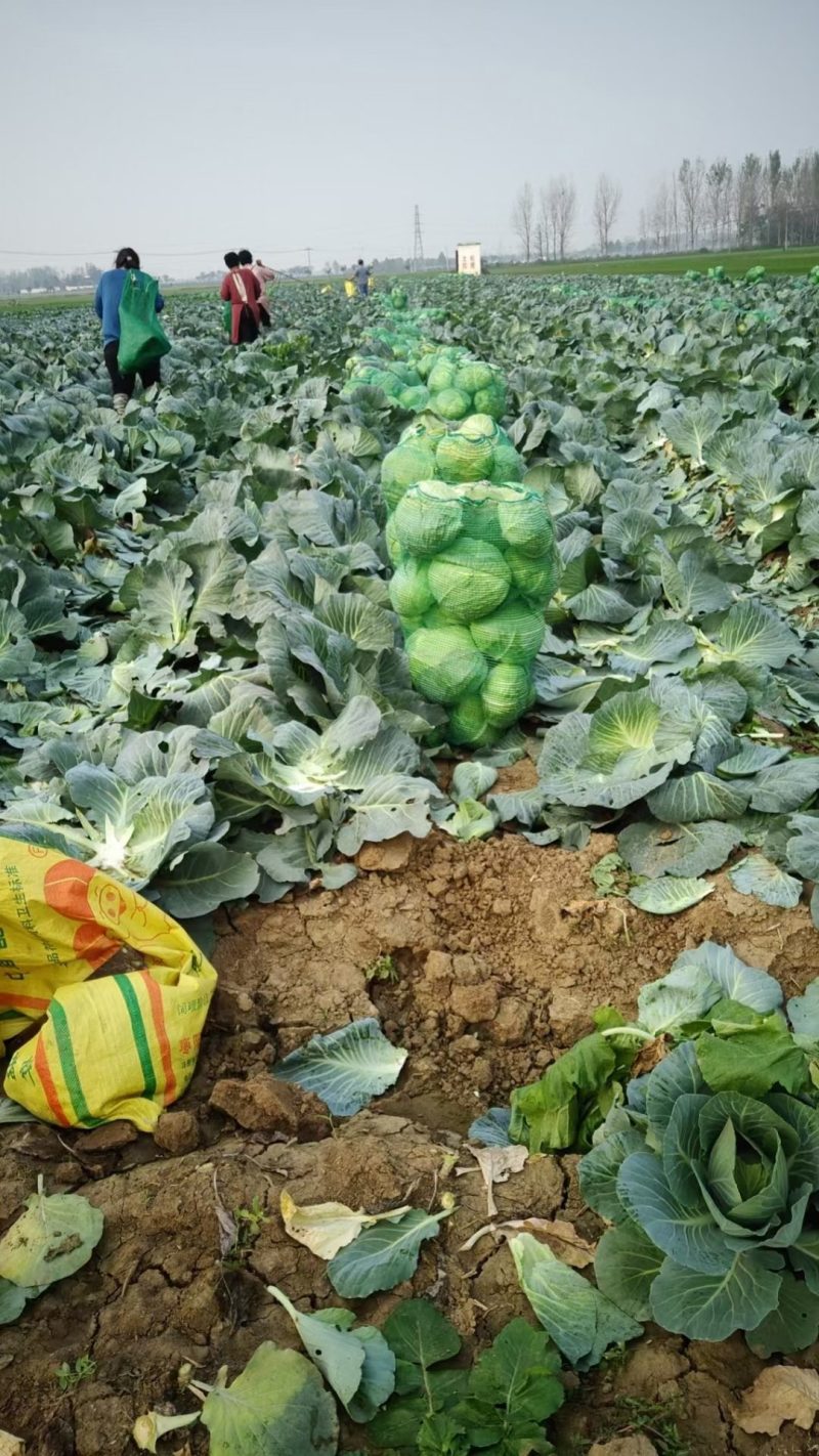 扁包菜3斤以上质量好价格便宜货源充足