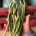 无茎豆，云南新苗精品上市，可做各市场精品货，包装制定！