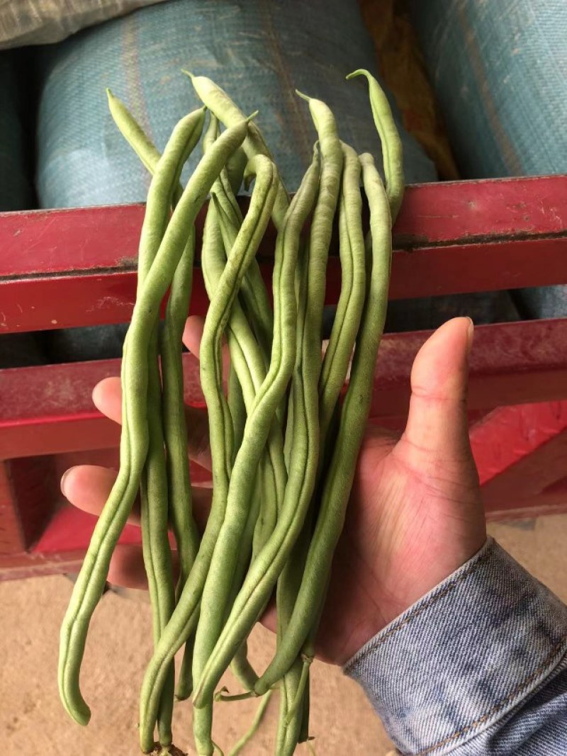 无茎豆，云南新苗精品上市，可做各市场精品货，包装制定！
