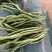 无茎豆，云南新苗精品上市，可做各市场精品货，包装制定！