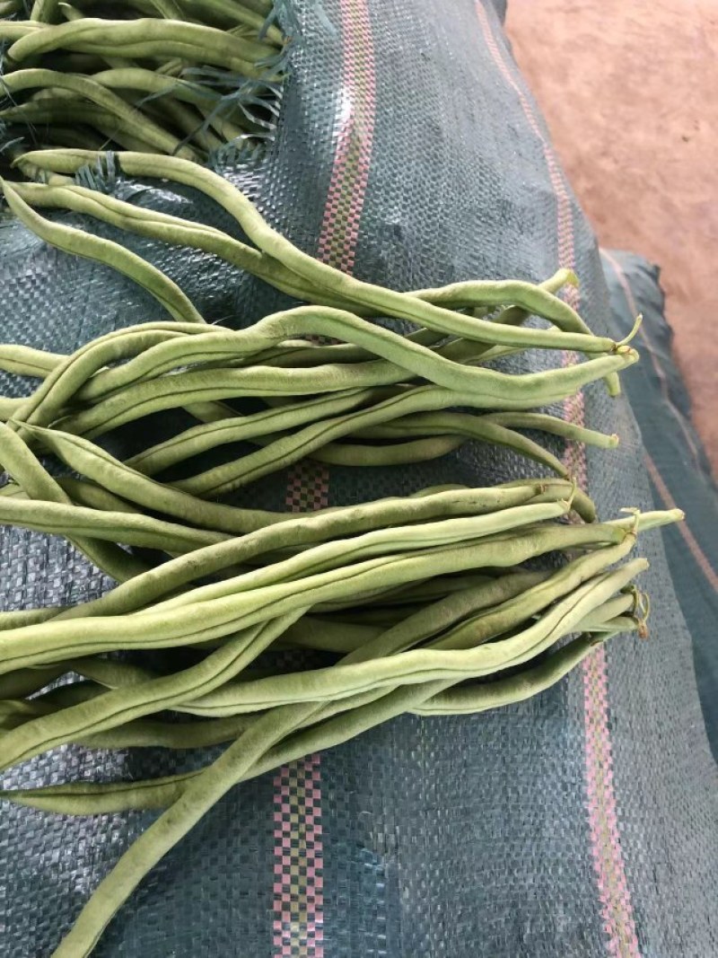 无茎豆，云南新苗精品上市，可做各市场精品货，包装制定！