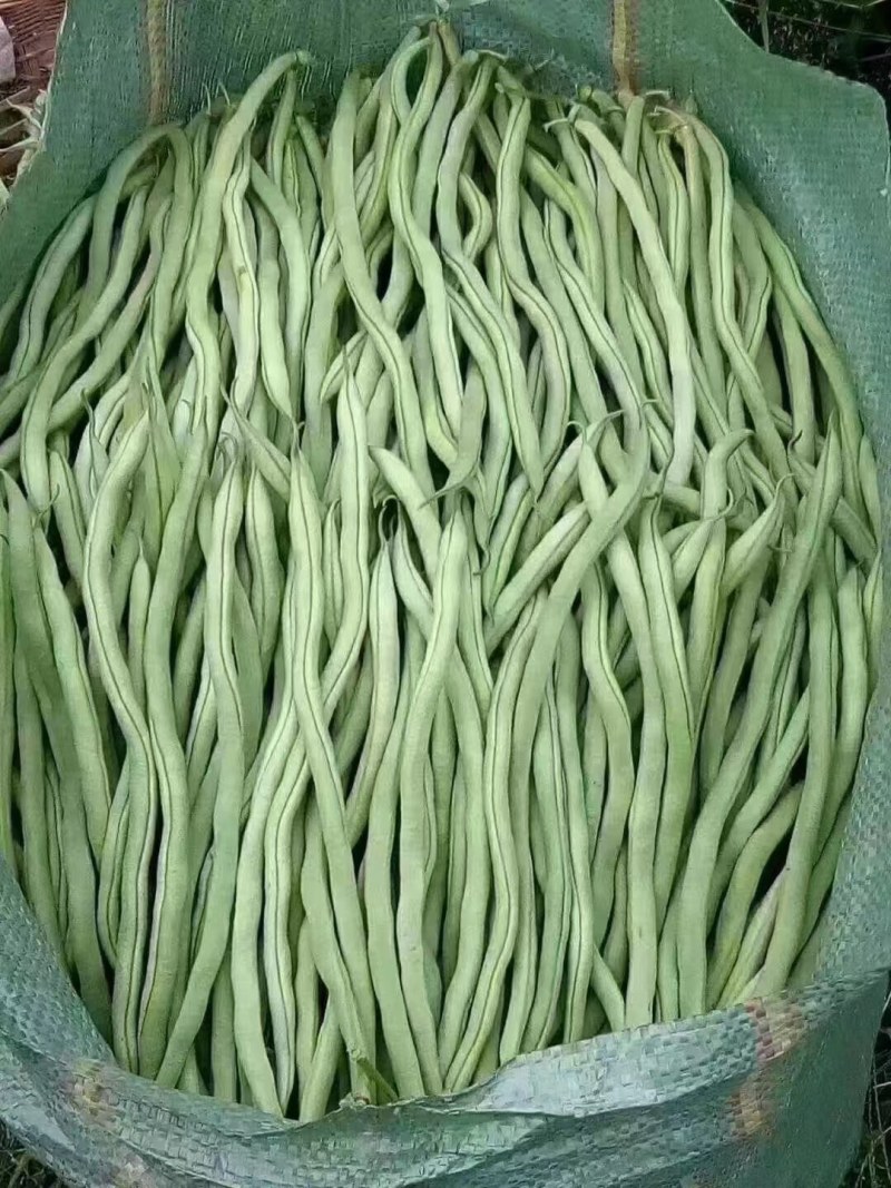 无茎豆，云南新苗精品上市，可做各市场精品货，包装制定！