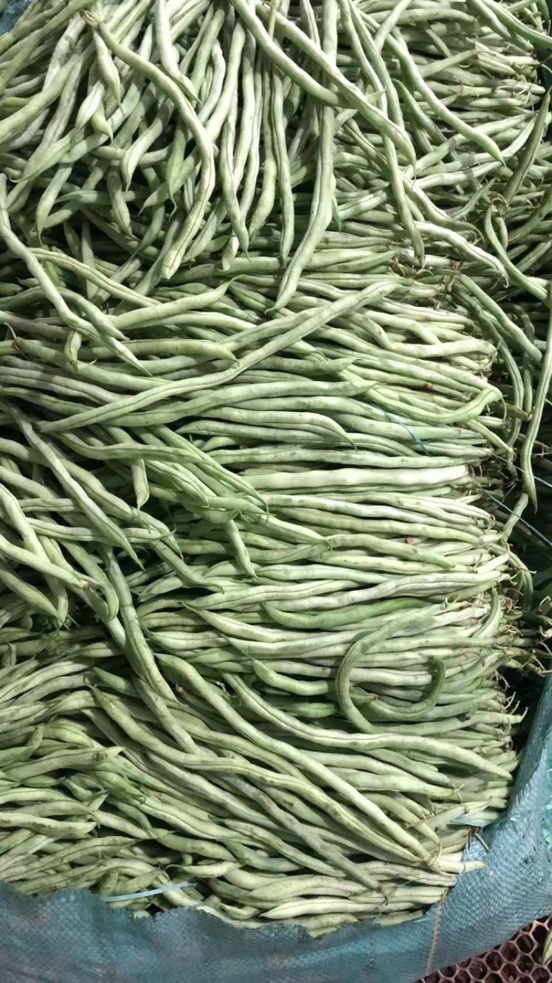 无茎豆，云南新苗精品上市，可做各市场精品货，包装制定！