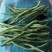 无茎豆，云南新苗精品上市，可做各市场精品货，包装制定！