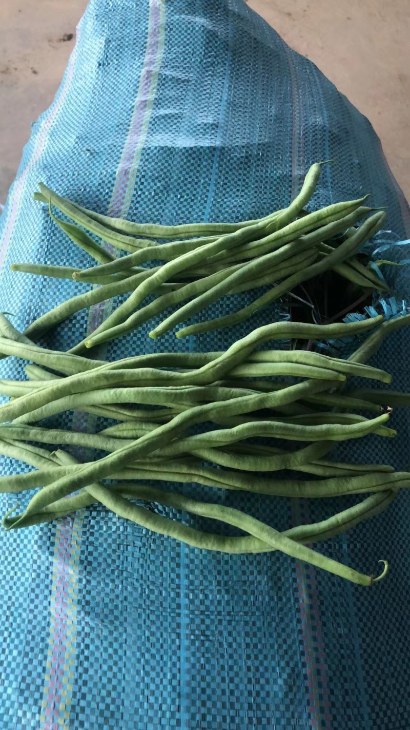 无茎豆，云南新苗精品上市，可做各市场精品货，包装制定！