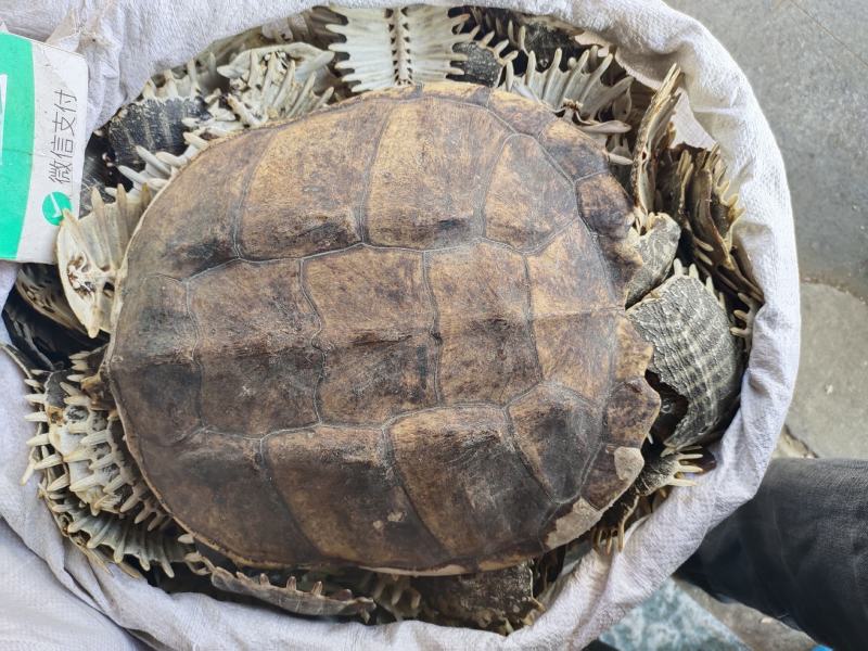 鳖甲中药材鳖甲欢迎采购一手货源量大从优