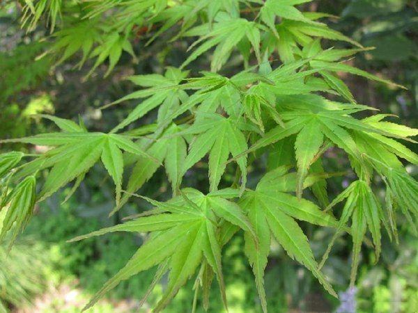 左侧为普通鸡爪槭绿色叶片,右侧为典型红枫(Acer palmatum 'Bloodgood')紫红色叶片,两者均为掌状7裂,但颜色差异显著。背景为园林景观,展示植株整体形态 鸡爪槭与红枫叶片对比图