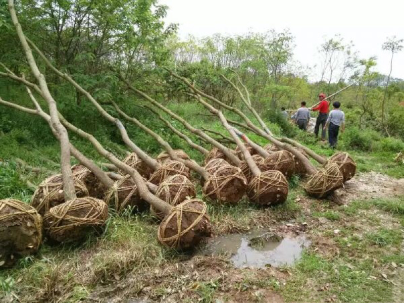 红乌桕