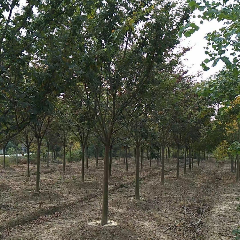 榉树