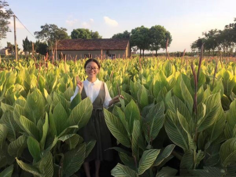 花叶美人焦苗