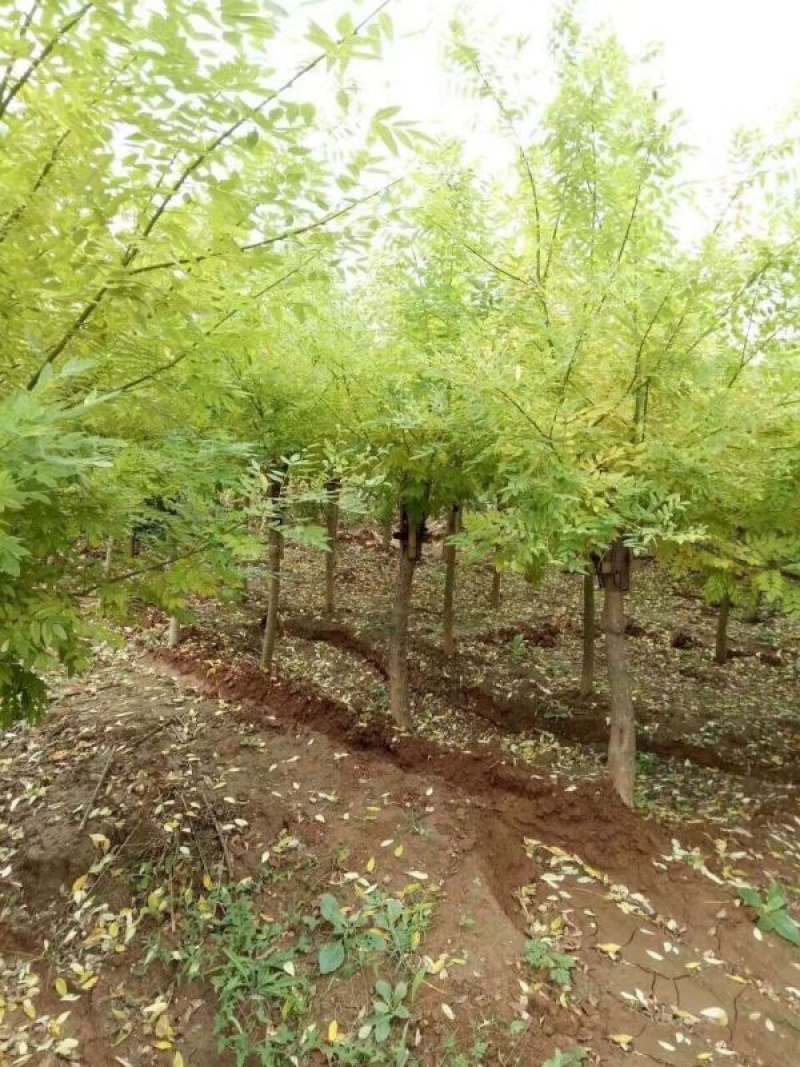 黄花槐