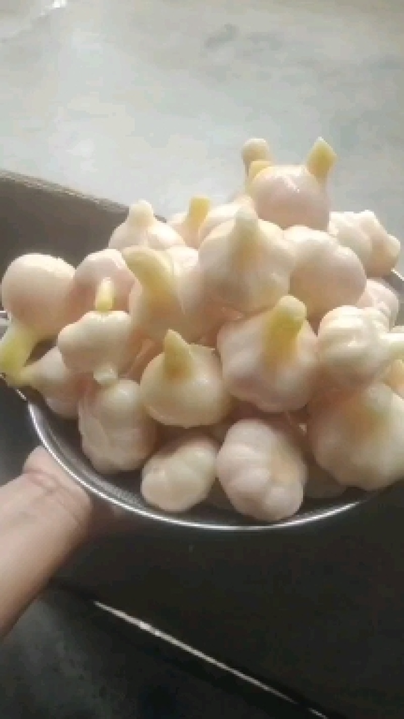 出售各种半成品，甜蒜，咸蒜！各种包装，零售批发