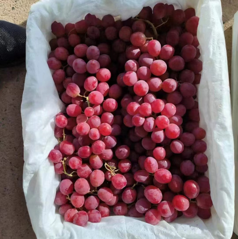 新疆伊犁红提