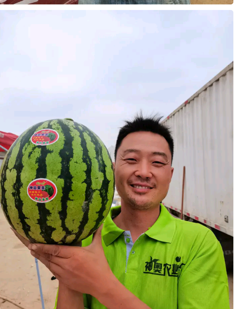 果美西瓜种子美都西瓜种子抗病抗裂易座果保证正品