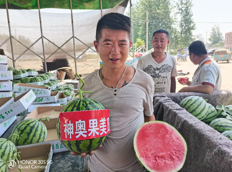 果美西瓜种子美都西瓜种子抗病抗裂易座果保证正品